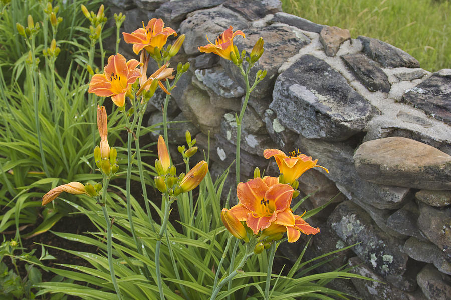 Day Lilies by Rock Wall Photograph by Peter J Sucy