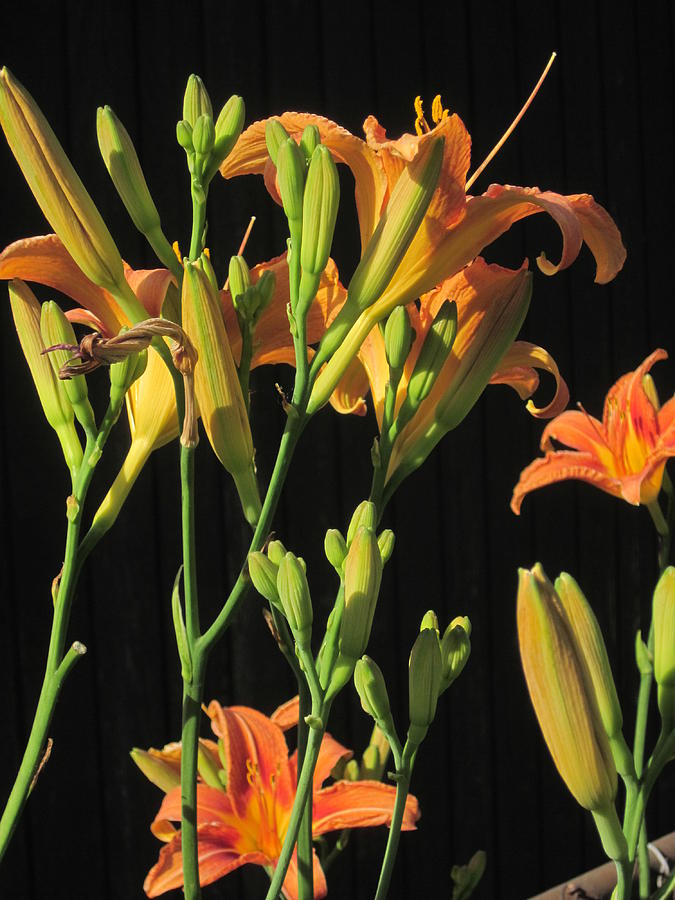 Flower Photograph - Day Lilies by Guy Ricketts