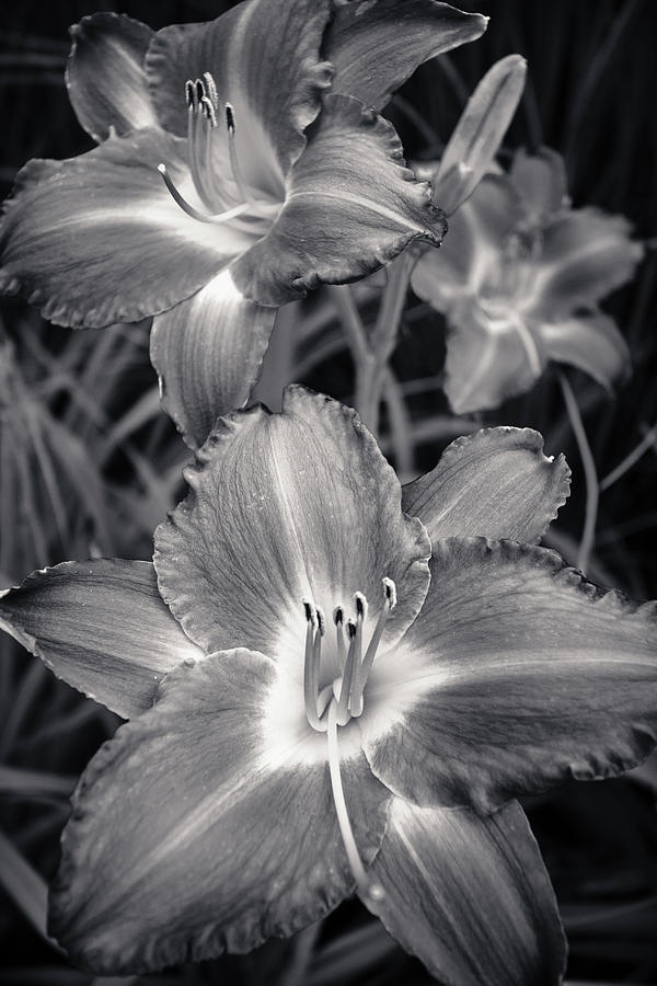 Day Lilies in Black and White Photograph by Adam Romanowicz