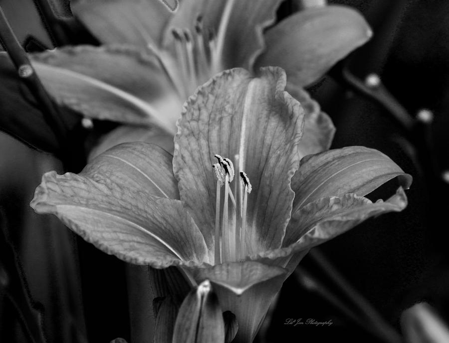 Day Lilies In Black And White Photograph by Jeanette C Landstrom - Fine ...