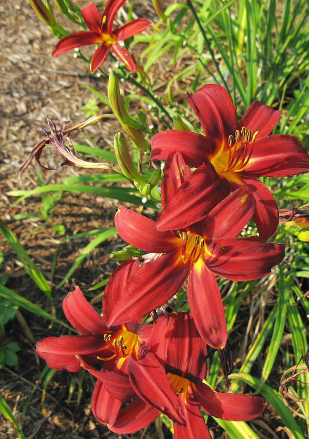Day Lilies Photograph by Melinda Fawver