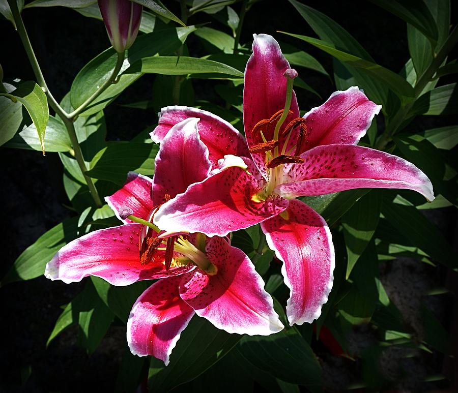 Pretty Lilies Photograph by Nick Kloepping