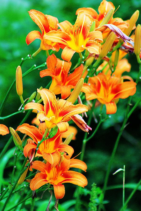 Day Lilies Photograph by Wayne Toutaint