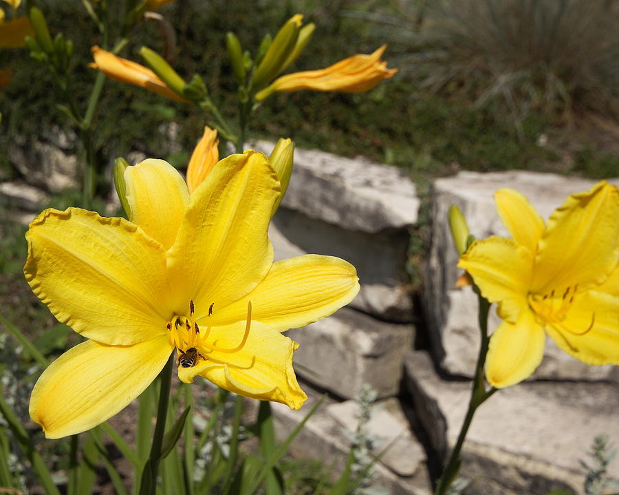 Day Lillies Photograph by Coby Cooper