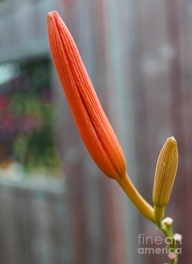Day Lilly Buds with Hint of Cobweb Photograph by Nina Silver