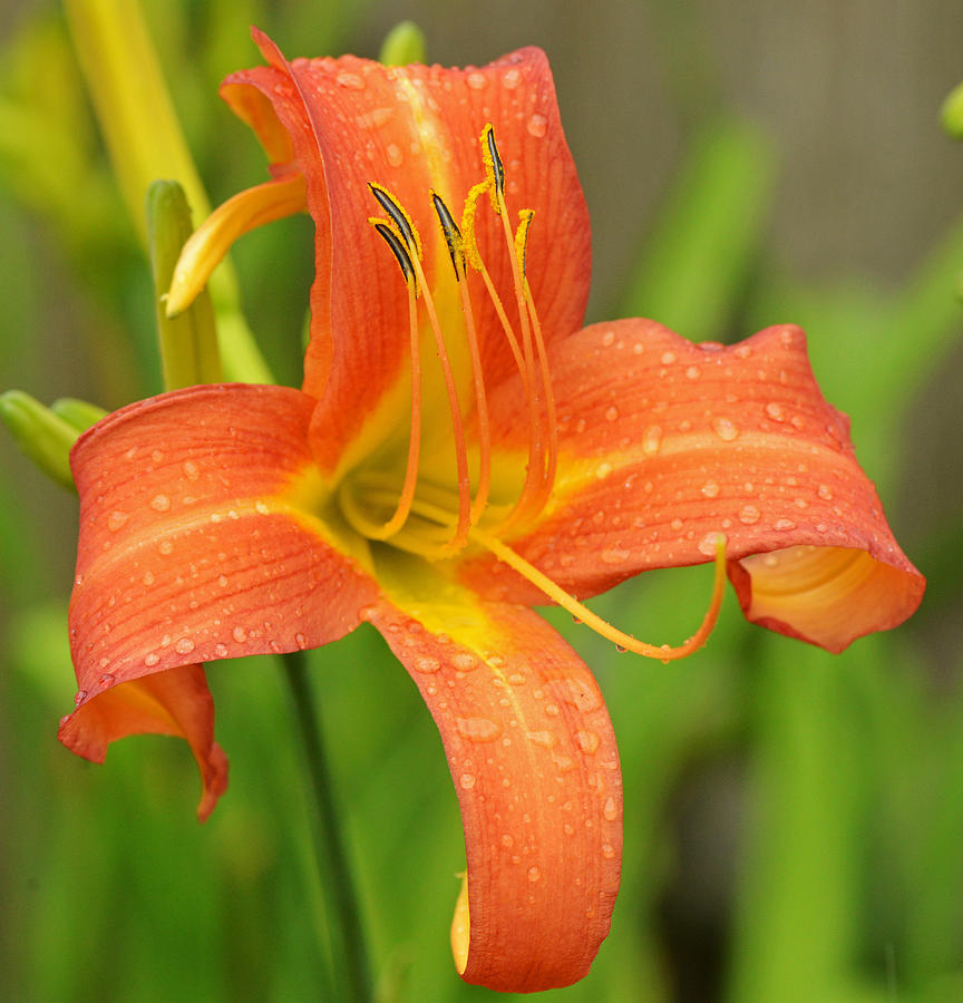 Day Lilly Photograph by Ken Stampfer