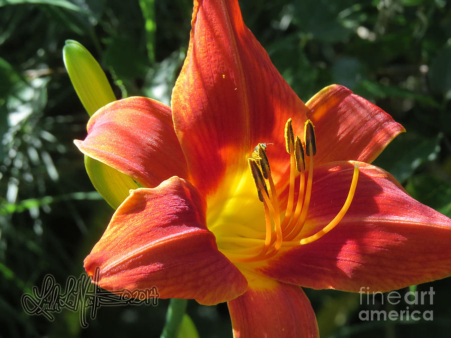 Day Lily 1 Photograph by Linda L Martin