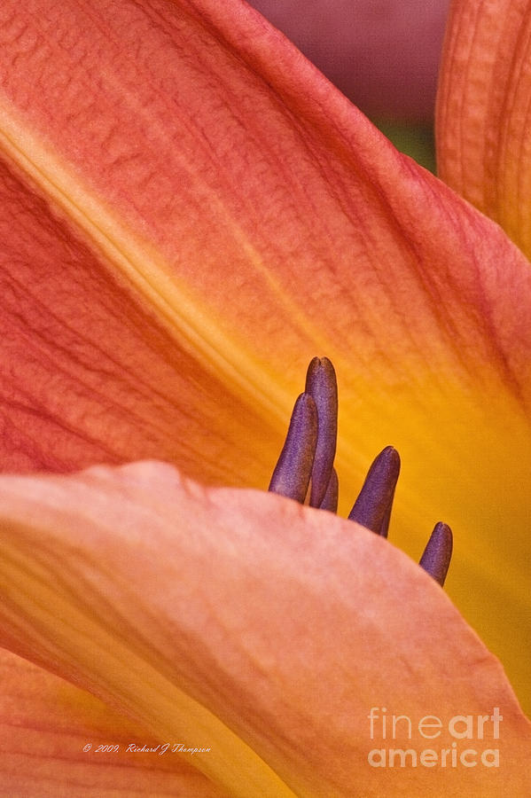 Day Lily  1 Photograph by Richard J Thompson 
