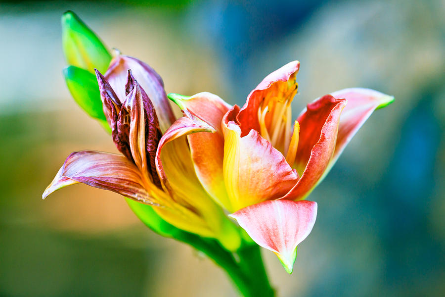 Day Lily 2 Photograph by Ben Graham