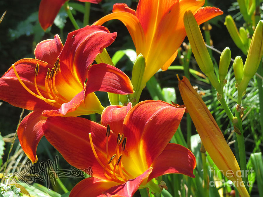 Day Lily 2 Photograph by Linda L Martin