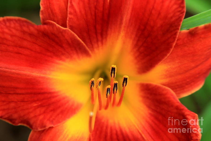 Flower Photograph - Day Lily 2 by Reid Callaway