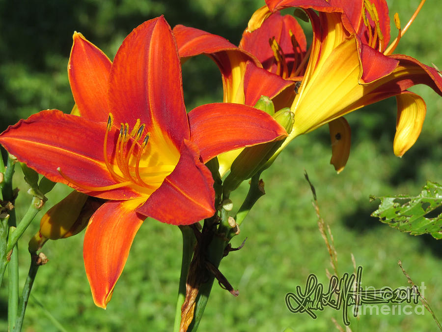 Day Lily 3 Photograph by Linda L Martin