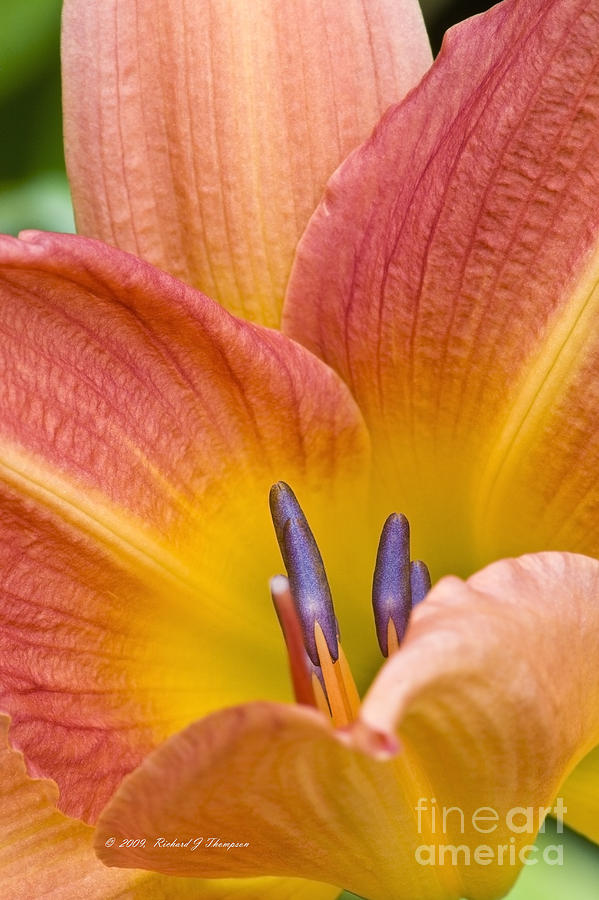 Day Lily  3 Photograph by Richard J Thompson 
