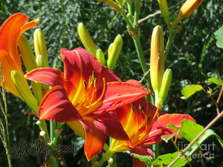 Day Lily 4 Photograph