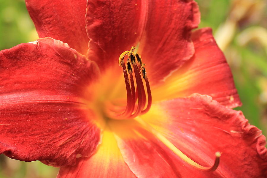 Day Lily 5 Photograph by Reid Callaway