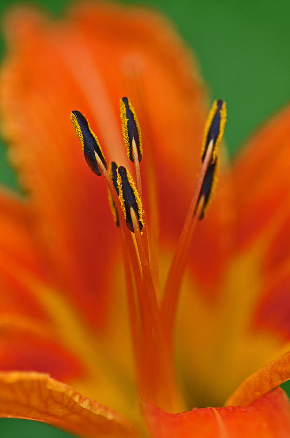 Day Lily Anther Photograph by Mike Martin