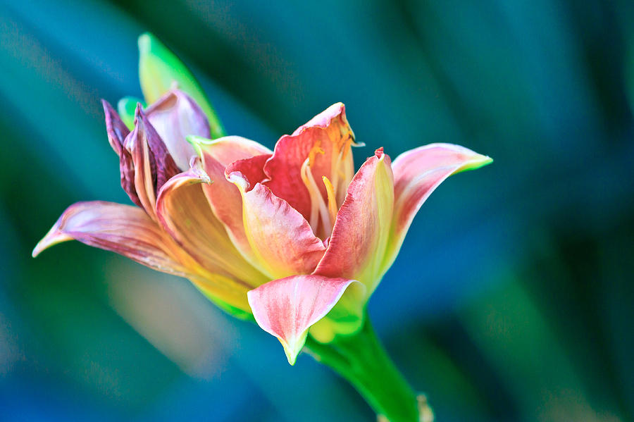 Day Lily Photograph by Ben Graham