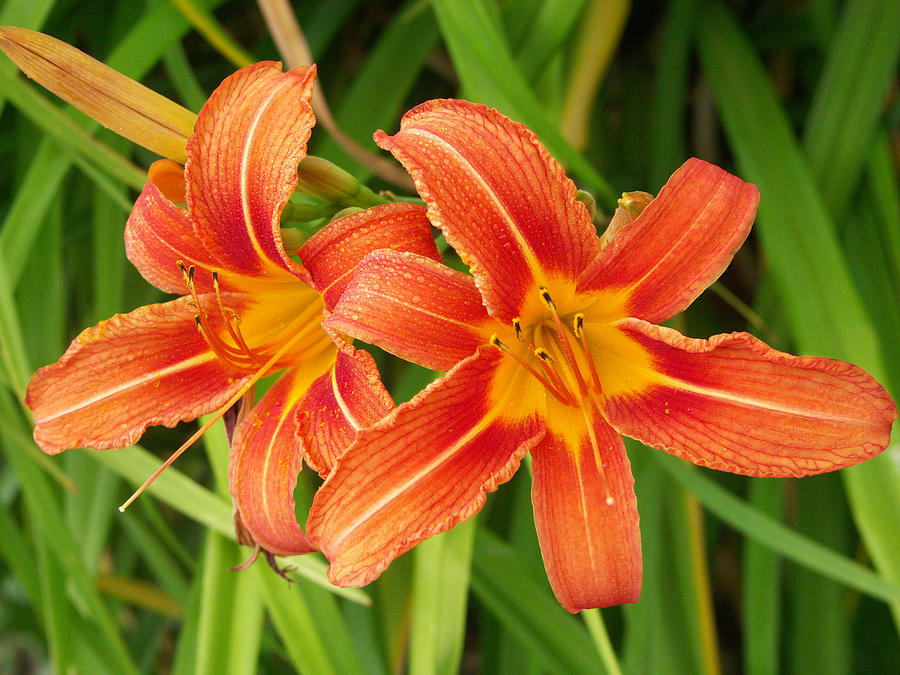Day Lily Photograph by Bonnie Sue Rauch