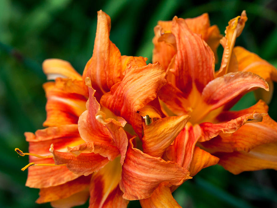 Day Lily Photograph by Charles Hite