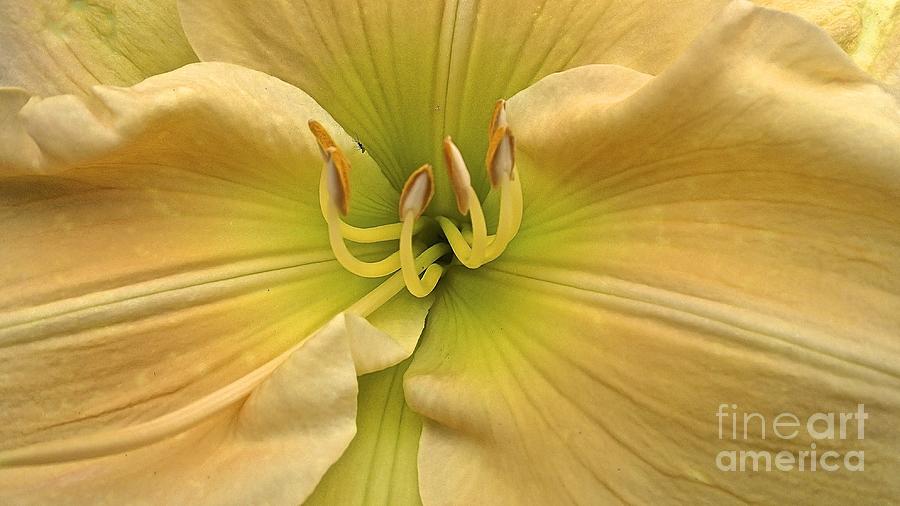 My View Day Lily Photograph by Cheryl Cutler