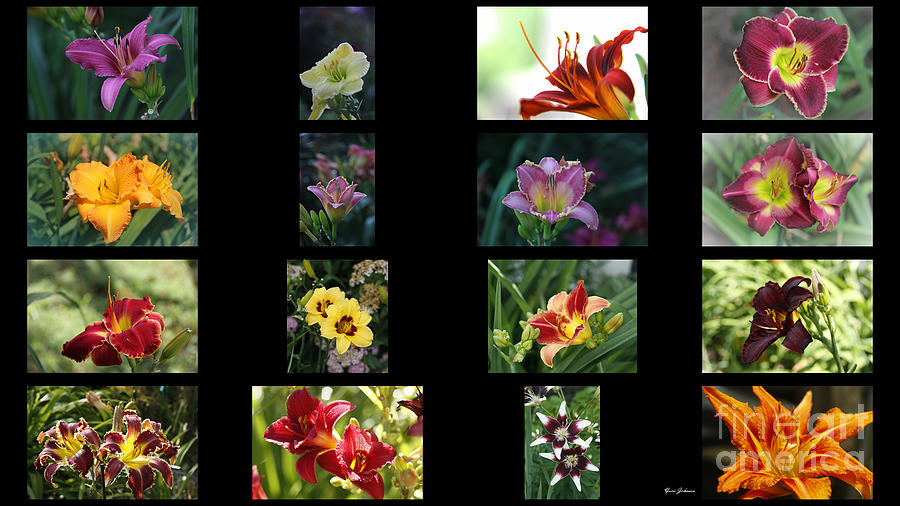 Day lily Collage Photograph by Yumi Johnson