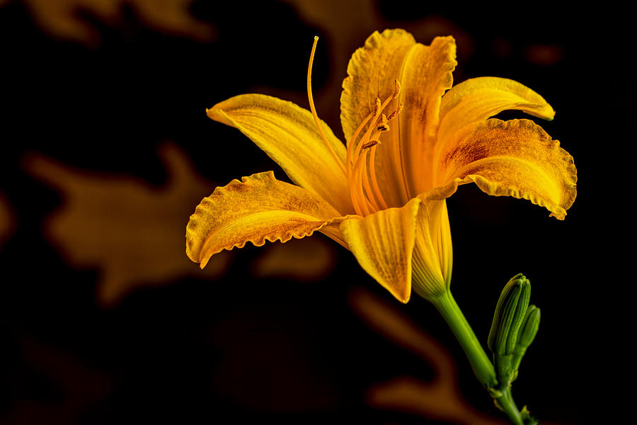 Day Lily Photograph by Dave Bosse
