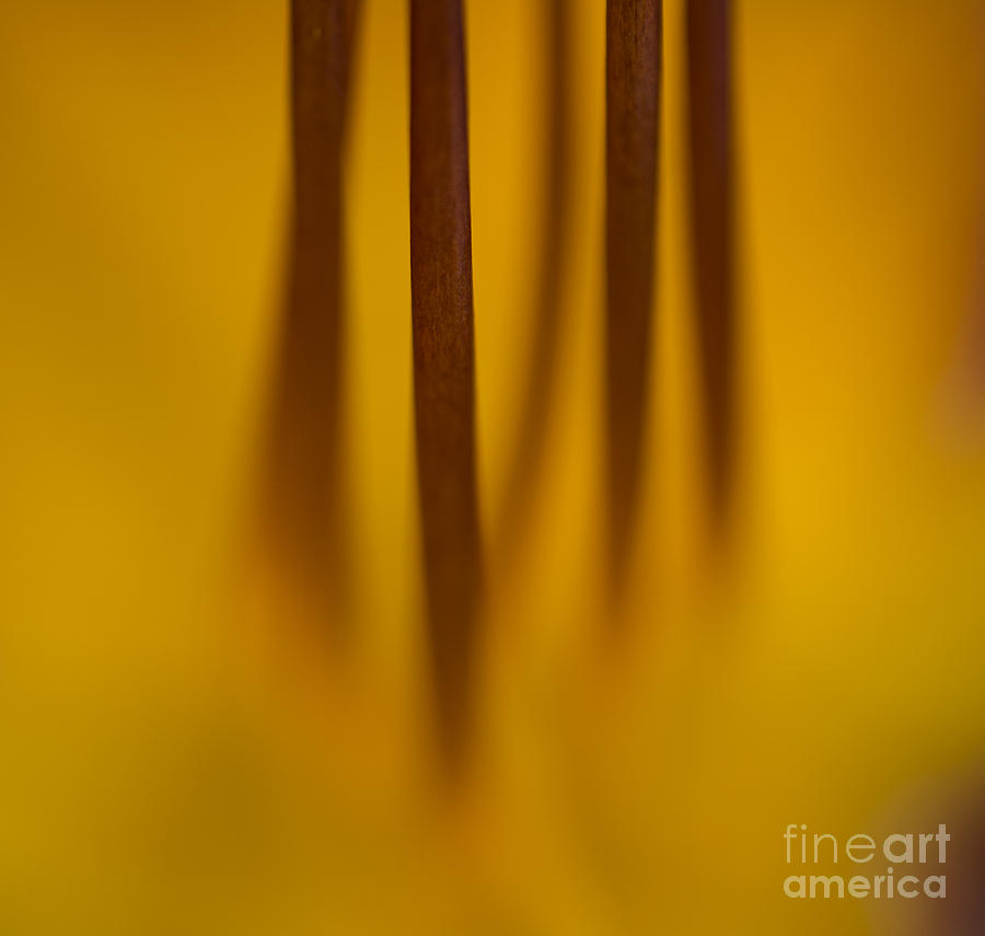 Abstract Photograph - Day Lily Distilled by Terry Rowe