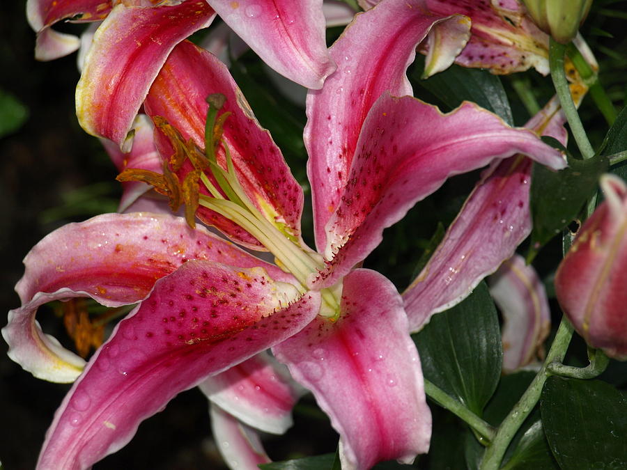 Star Gazer Lily Photograph by Donald LeBlanc - Pixels