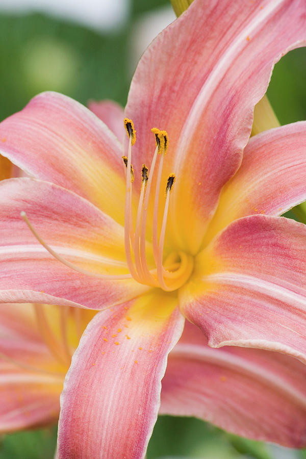 Day Lily Flower Parts (hemerocallis) Photograph by Science Stock Photography/science Photo Library