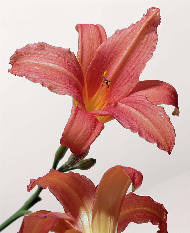 Day Lily Flowers Photograph by Sheila Terry/science Photo Library