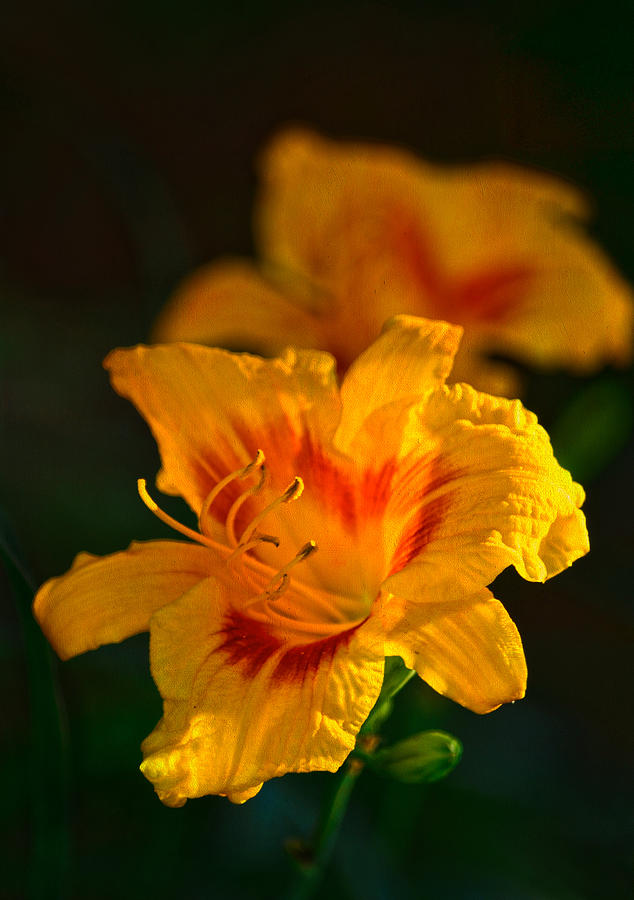 Day Lily Glow Photograph by Sandi OReilly