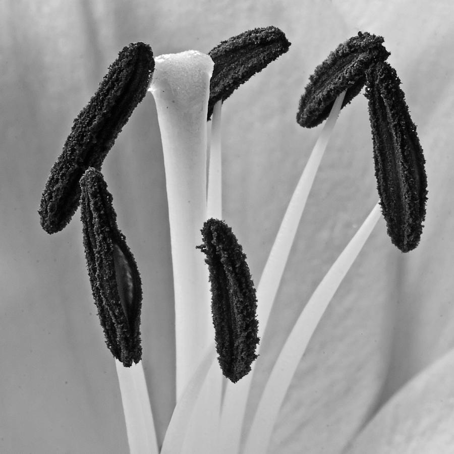 Abstract Photograph - Day Lily Heart by Dawn Currie