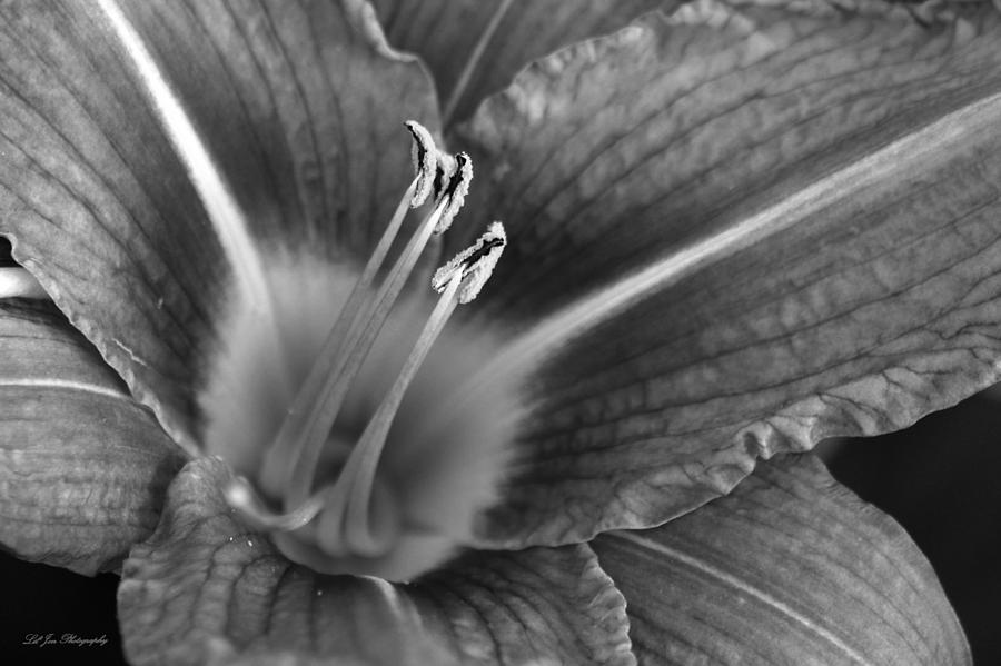 Day Lily In Black and White Photograph by Jeanette C Landstrom
