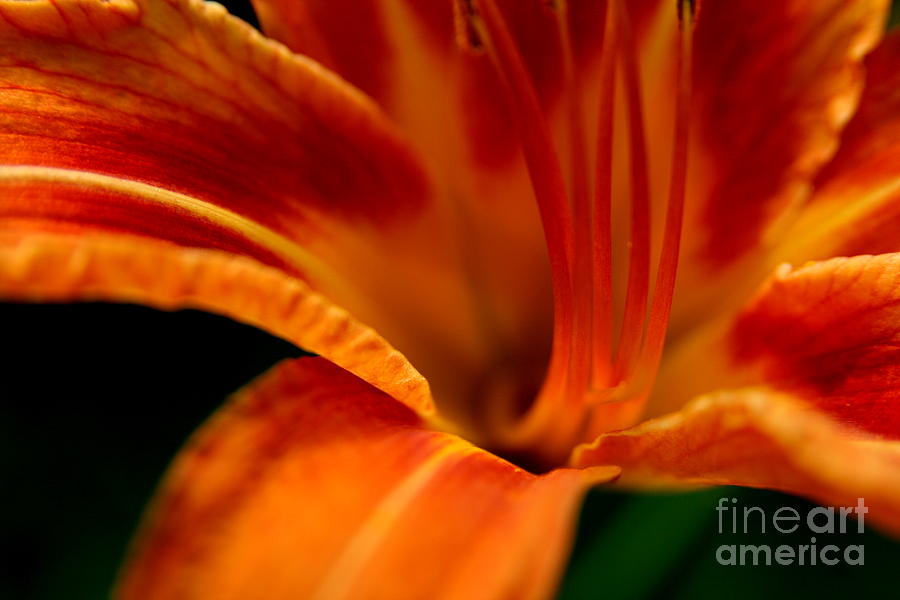 Flower Photograph - Orange Day Lily in Shadow by Neal Eslinger