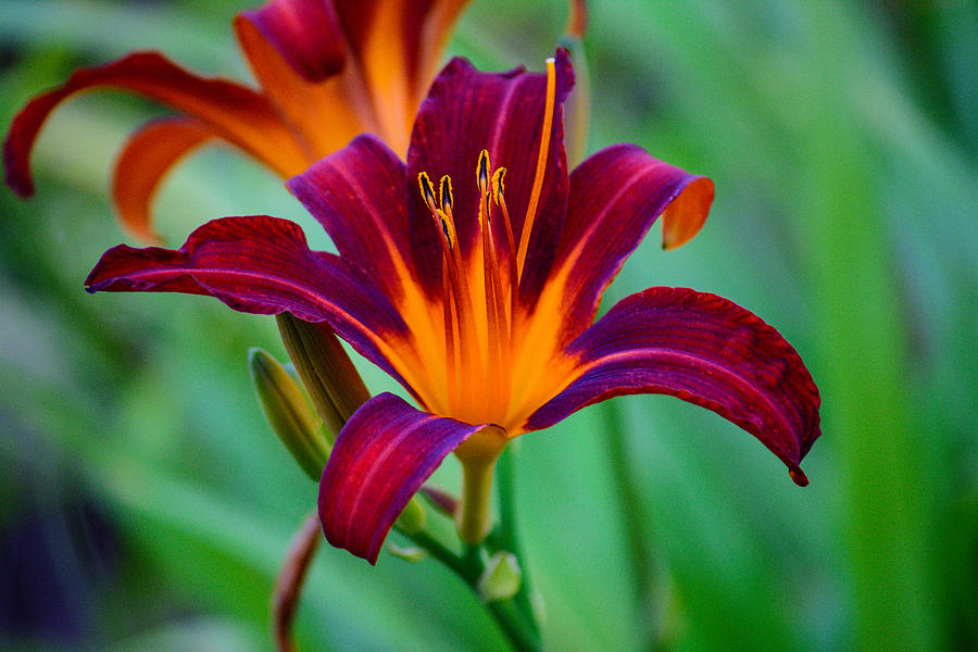 Day Lily in Tacoma Photograph by Tikvahs Hope
