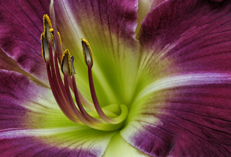 Day Lily Intimate Photograph