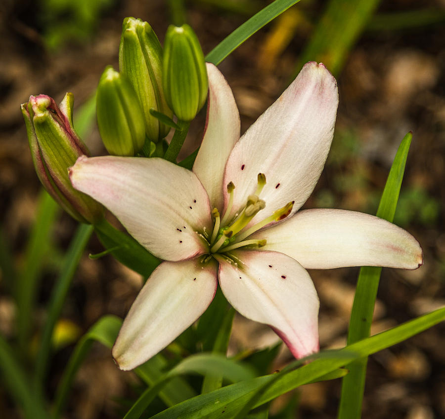 Day Lily Photograph by Jane Luxton