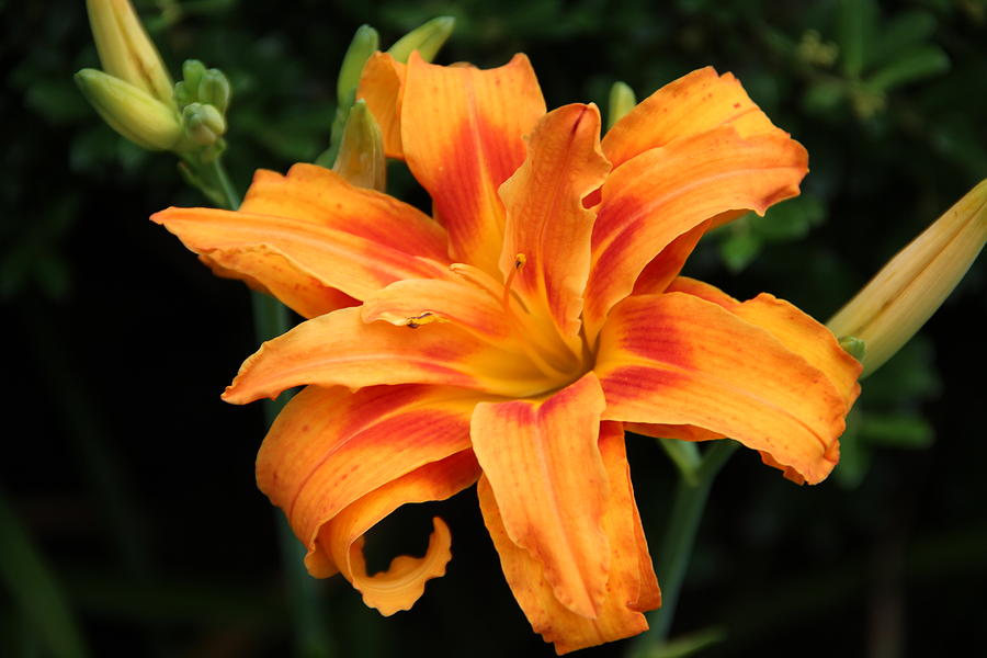 Day Lily Photograph by Janet Greer Sammons