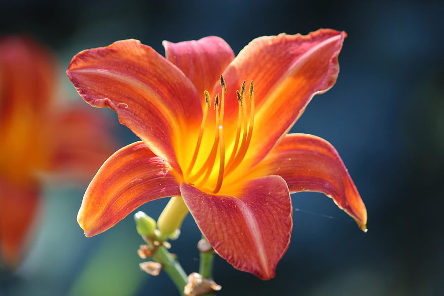 Day Lily Photograph by Jewels Hamrick
