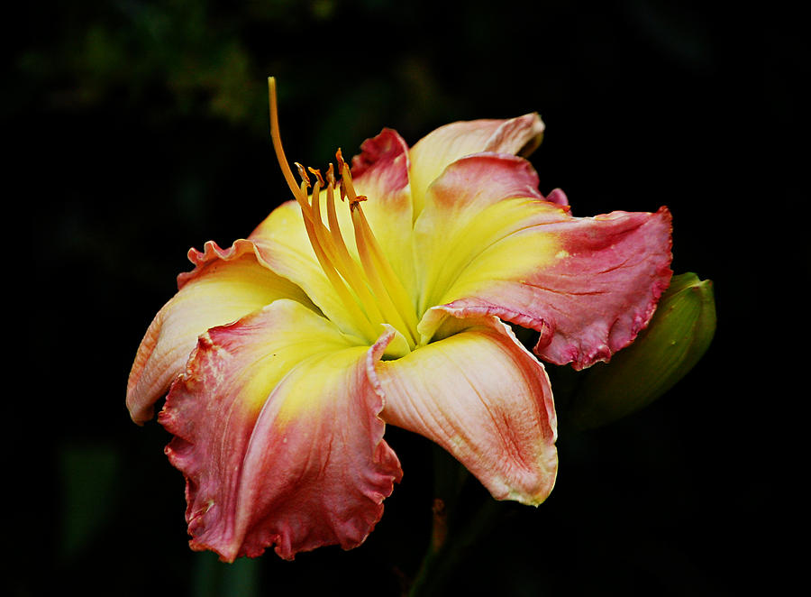 Day Lily Photograph by Linda Brown