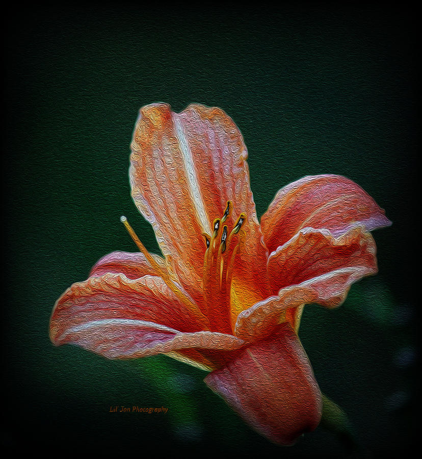 Day Lily Rapture Photograph by Jeanette C Landstrom