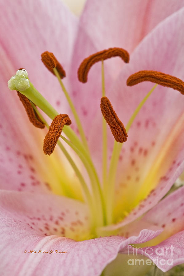 Day Lily Photograph by Richard J Thompson 