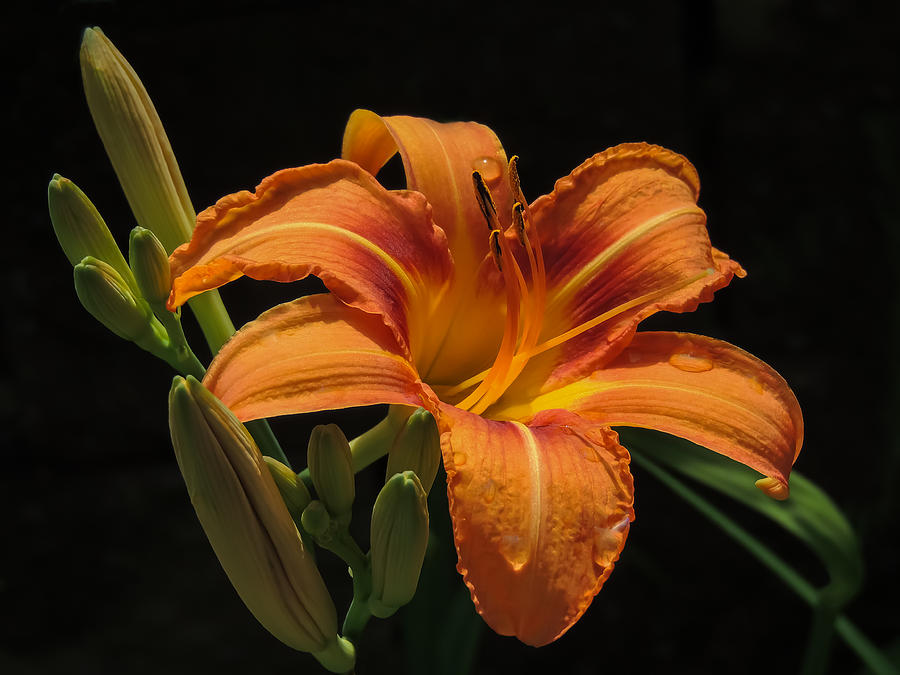 Day Lily Photograph by Robert Mitchell