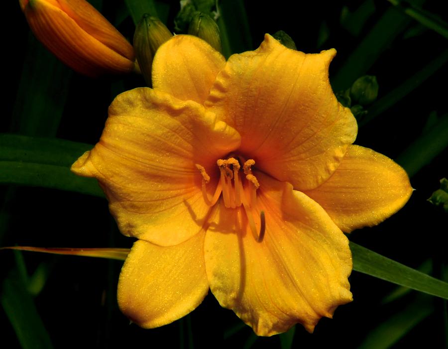 Day Lily Photograph by Roger Becker