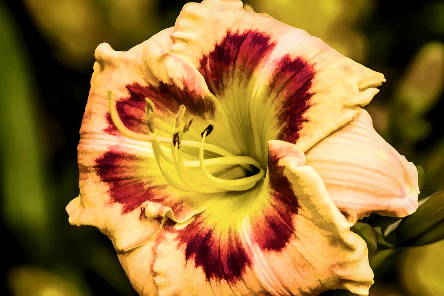 Day Lily Digital Art by Photographic Art by Russel Ray Photos