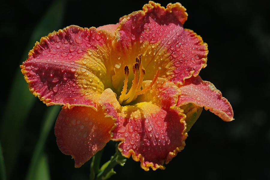 Lily Photograph - Day Lily Series I by Suzanne Gaff