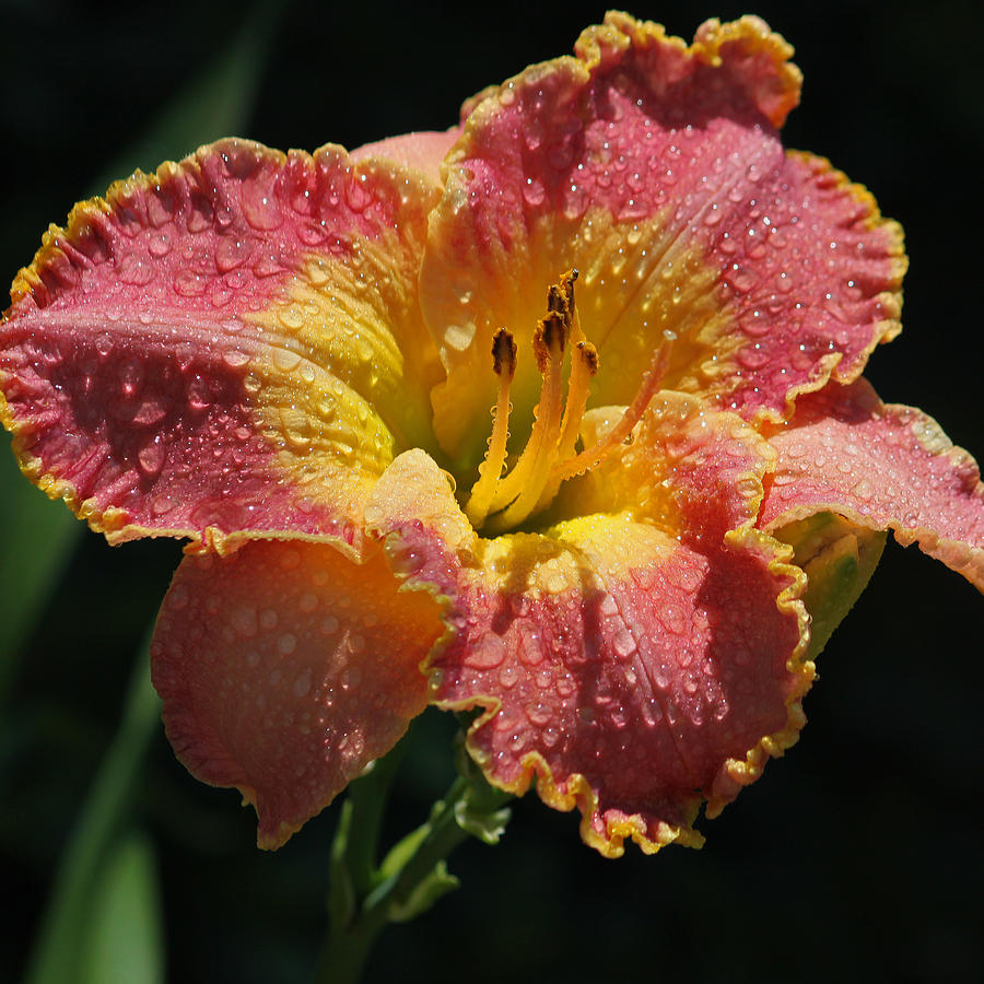 Lily Photograph - Day Lily Series III Squared by Suzanne Gaff