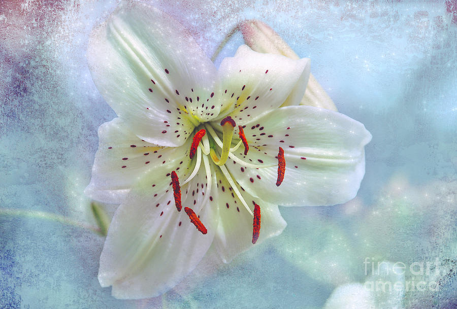 Day Lily Sparkle Mixed Media by Elaine Manley