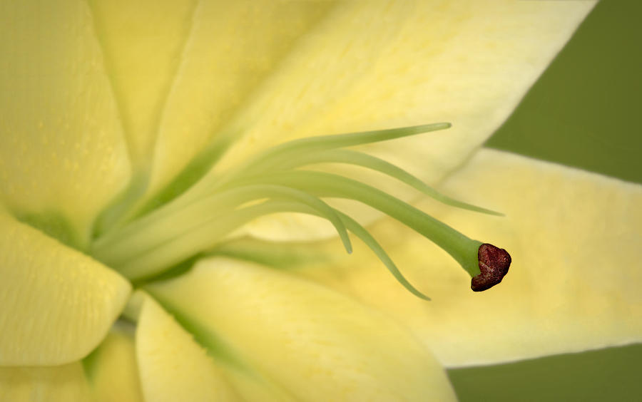 Spring Photograph - Day Lily by Susan Candelario