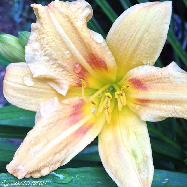 Noedit Photograph - Day Lily With Raindrops In My Garden by Anna Porter